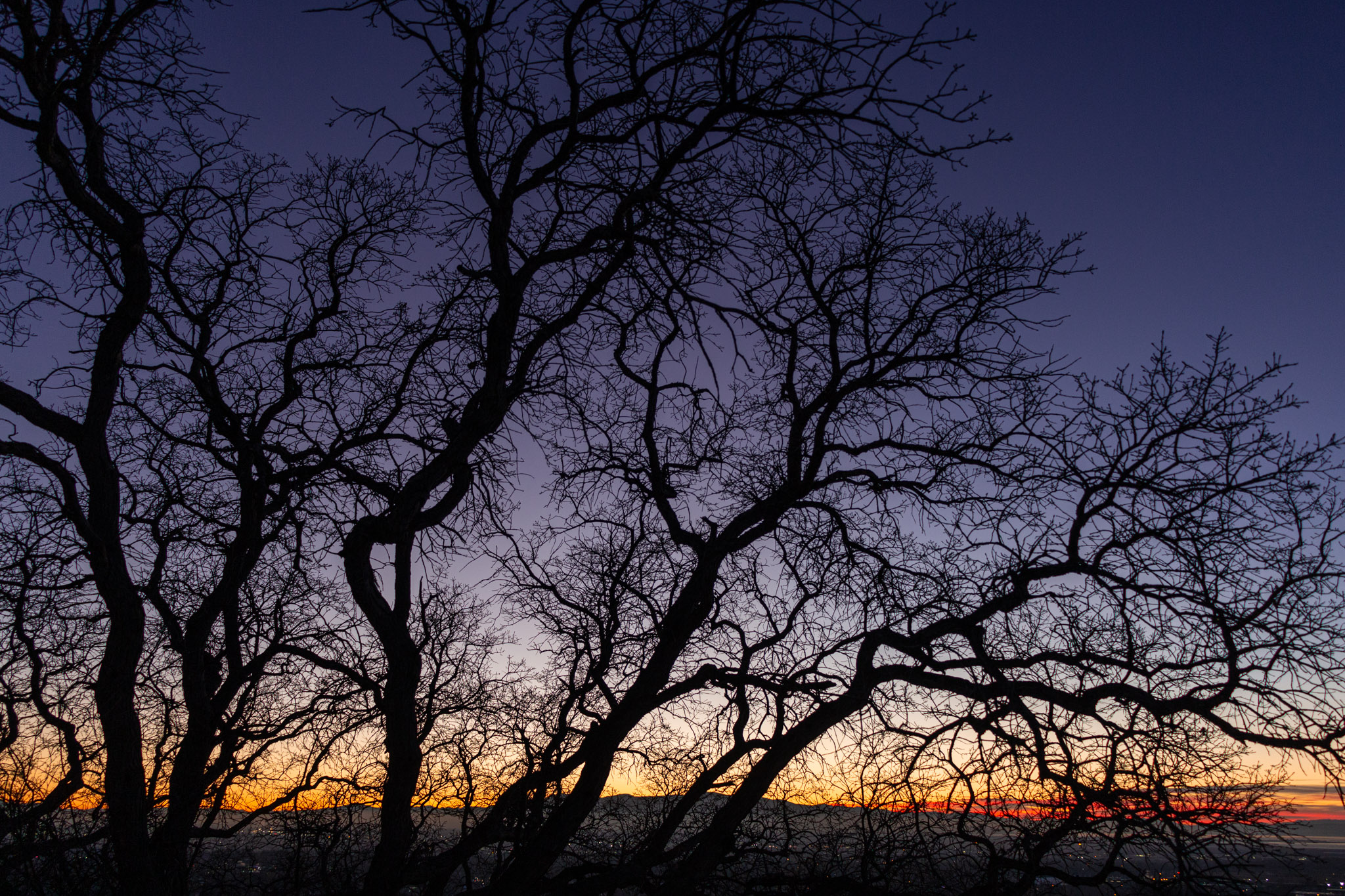 a massive trees branches twist and fork and twist and fork against an orange to mostly blue gradient sky